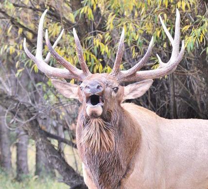 Elk bugle
